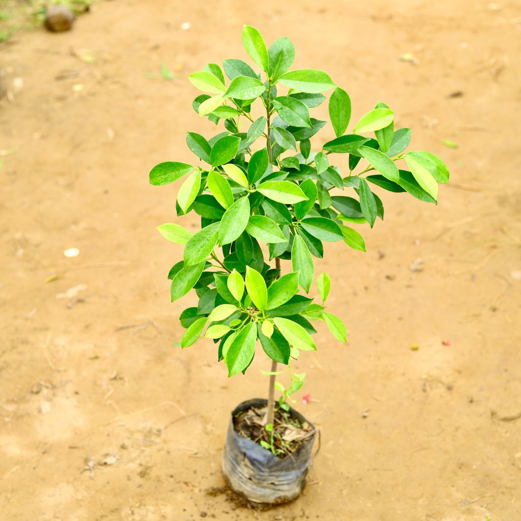 Ficus Panda (~ 3 Ft) in 6 Inch Nursery Bag