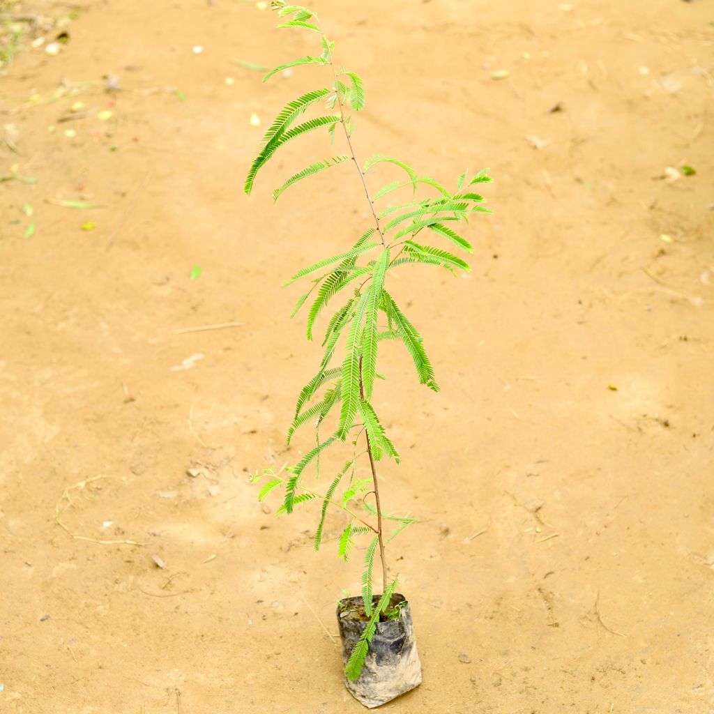 Amla / Indian Gooseberry (~ 3 Ft) in 4 Inch Nursery Bag