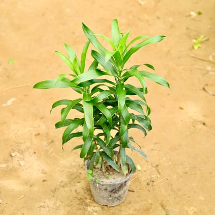 Buy Song of India Green in 6 Inch Nursery Pot Online | Urvann.com