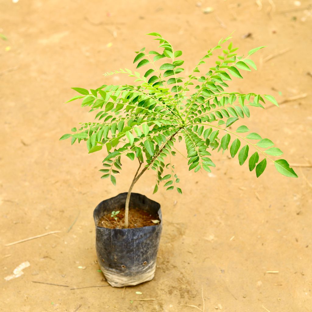 Curry Patta (~ 2.5 Ft) in 6 Inch Nursery Bag