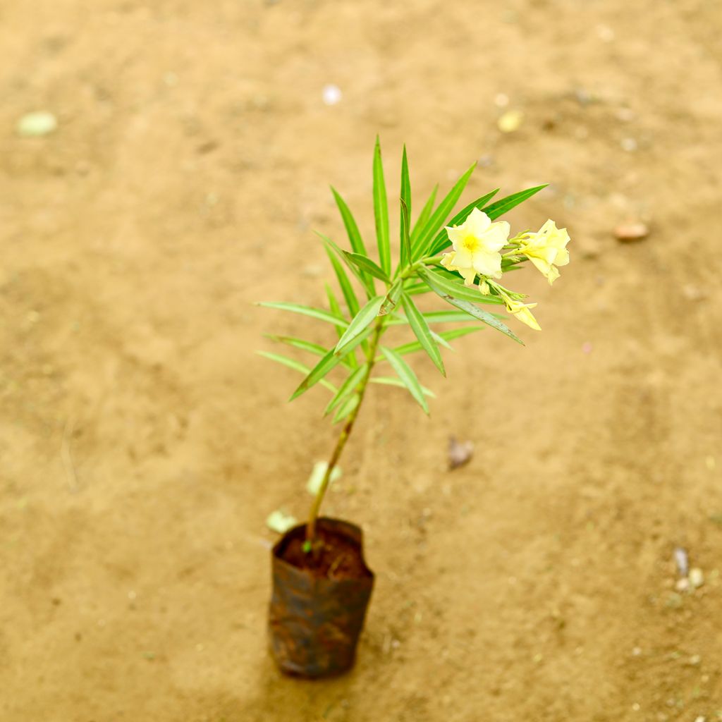 Oleander / Kaner Yellow in 4 Inch Nursery Bag