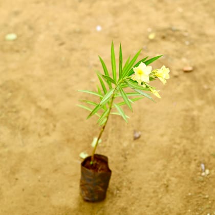 Buy Oleander / Kaner Yellow in 4 Inch Nursery Bag Online | Urvann.com