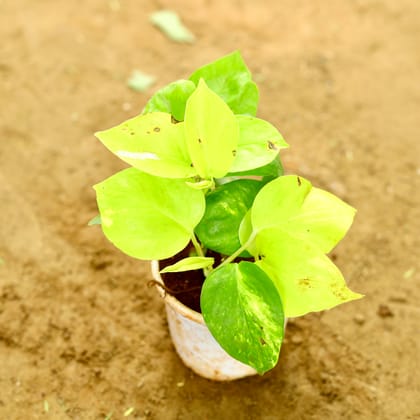 Buy Golden Money Plant in 4 Inch Nursery Pot Online | Urvann.com