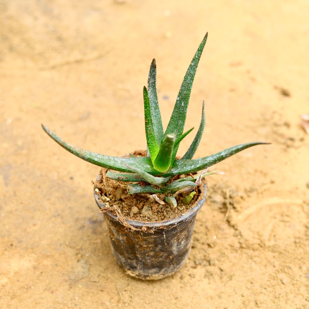 Cactus Succulent in 4 Inch Nursery Pot