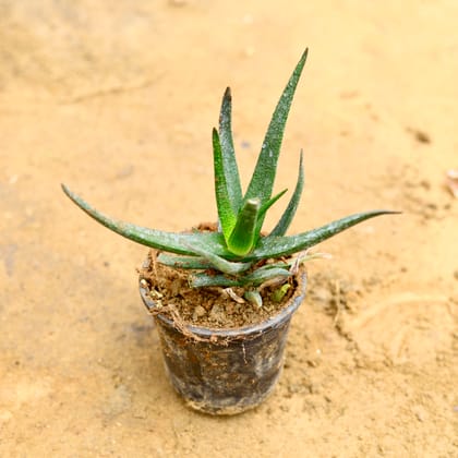 Buy Cactus Succulent in 4 Inch Nursery Pot Online | Urvann.com