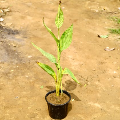 Buy Canna Lily / keli in 8 Inch Nursery Pot Online | Urvann.com