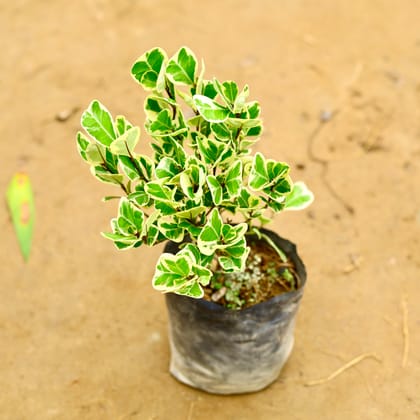 Buy Ficus Triangularis in 4 Inch Nursery Bag Online | Urvann.com