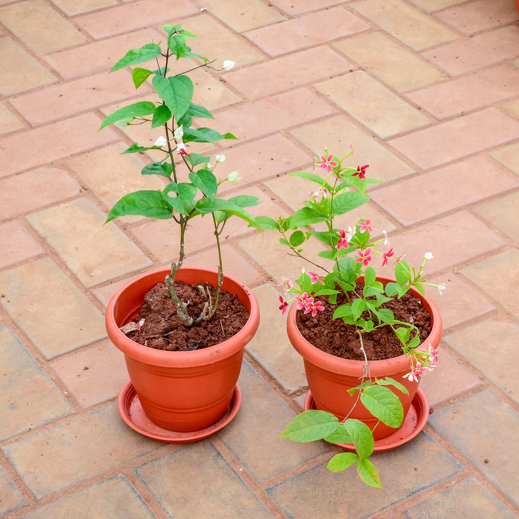 Set of 2 - Bleeding Heart & Madhu Malti in 7 Inch Classy Red Plastic Pot with Tray