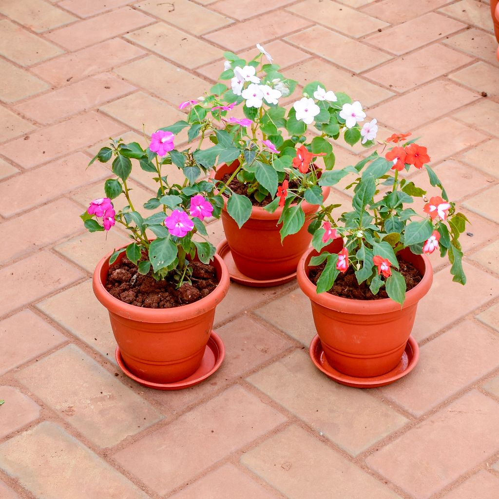 Set of 3 - Balsam (Pink, Red & White) in 7 Inch Classy Red Plastic Pot with Tray