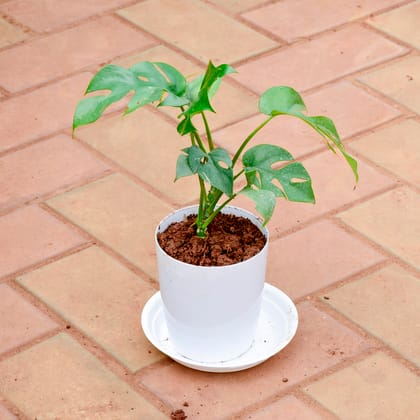 Buy Monstera Deliciosa in 5 Inch White Premium Sphere Plastic Pot with Tray Online | Urvann.com