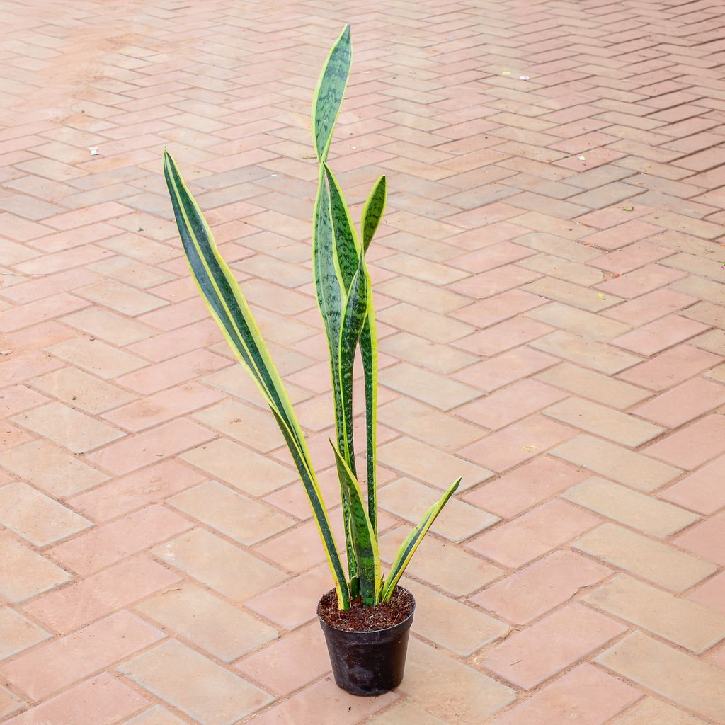 Snake Long (~ 2.5 Ft) in 5 Inch Nursery Pot