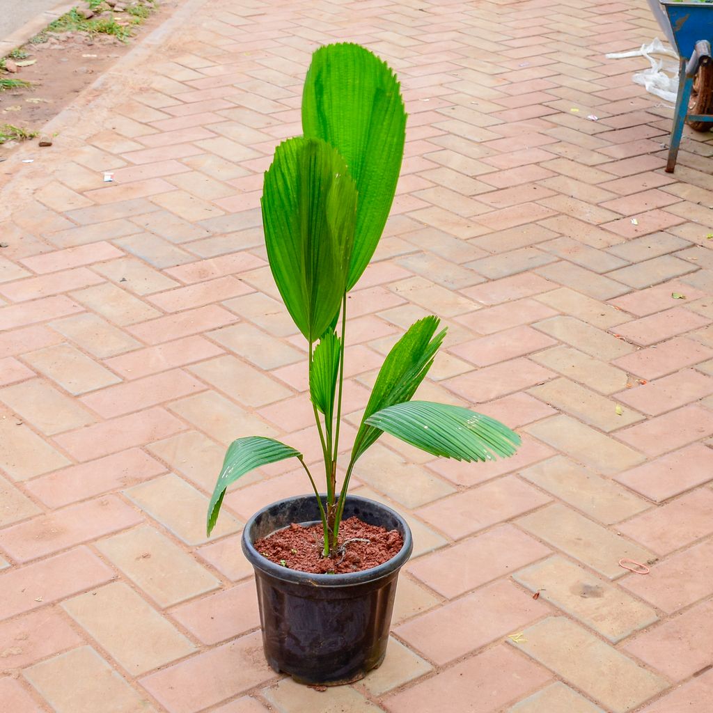 Ruffled Fan Palm / Licuala grandis Palm in 8 Inch Nursery Pot