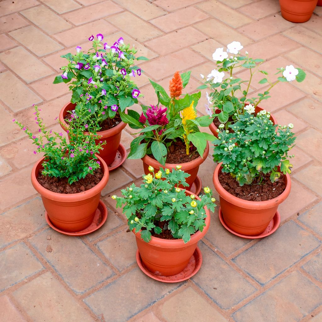 Color in the Cold - Set of 6 - Cuphea, Celosia Multicolour,Torenia,Chrysanthemum, Impatiens Balsamina White & Mogra (any colour) in 7 Inch Classy Red Plastic Pot with Tray