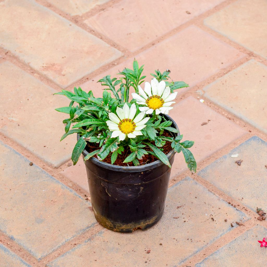 Gazania White in 5 Inch Nursery Pot