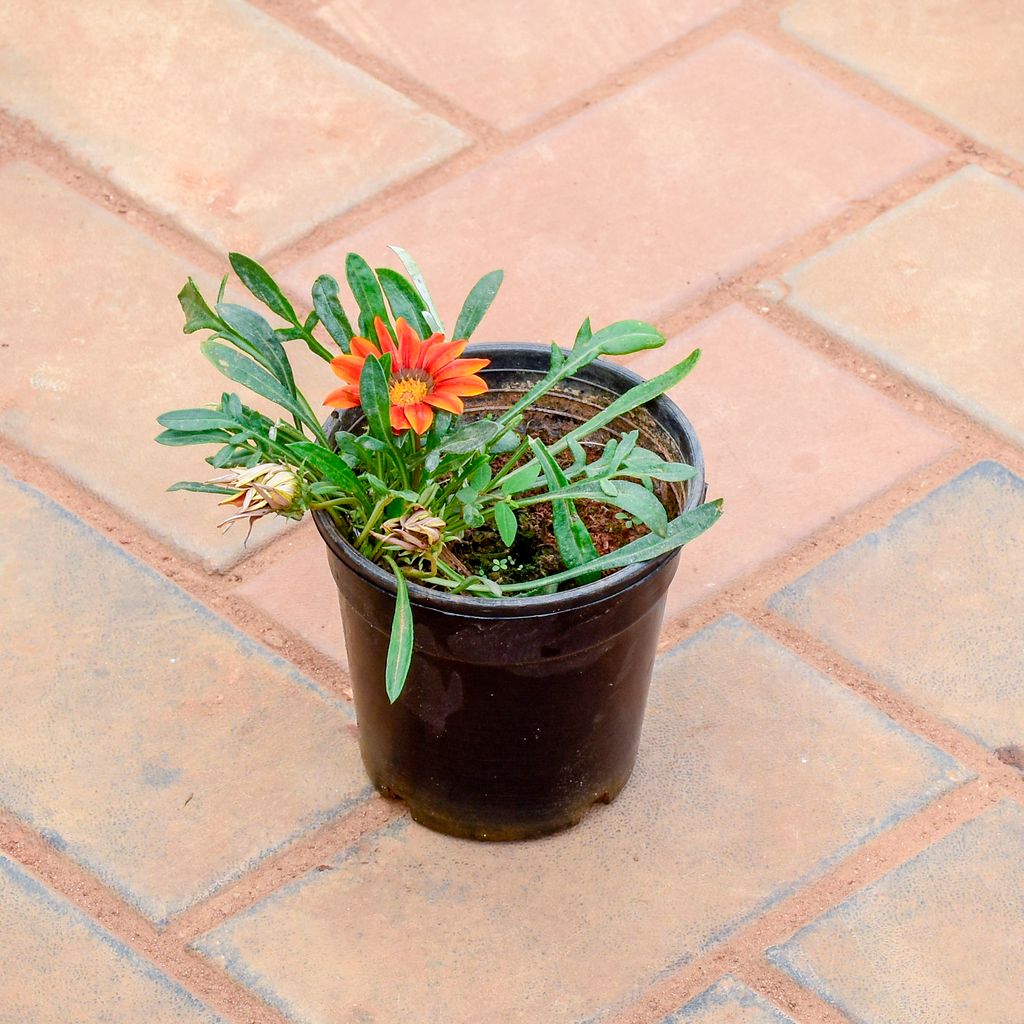 Gazania Yellow in 5 Inch Nursery Pot