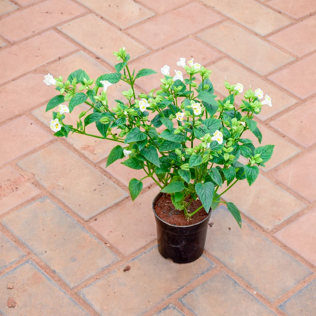 Wishbone / Torenia White in 4 Inch Nursery Pot