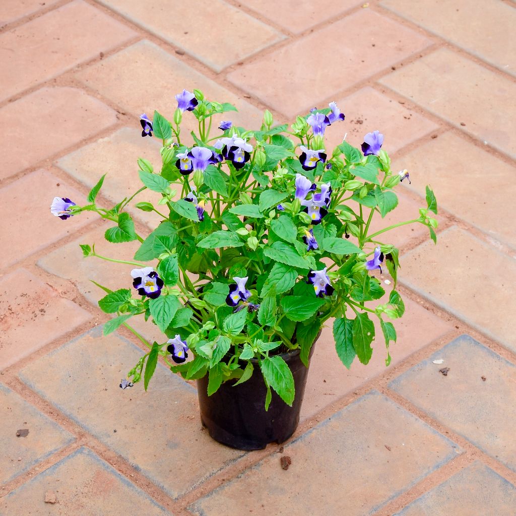 Wishbone / Torenia Blue in 4 Inch Nursery Pot