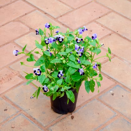 Buy Wishbone / Torenia Blue in 4 Inch Nursery Pot Online | Urvann.com