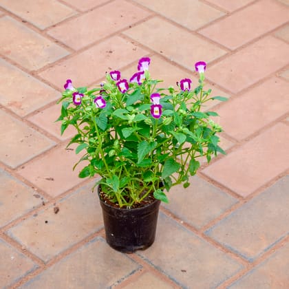 Buy Wishbone / Torenia Pink in 4 Inch Nursery Pot Online | Urvann.com