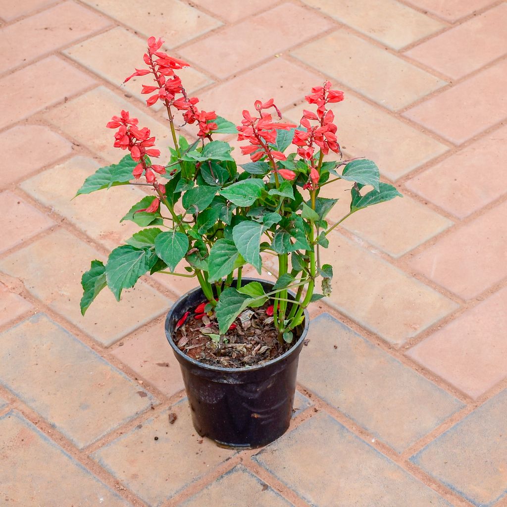 Free Gift - Salvia Red in 4 Inch Nursery Pot - Christmas Special