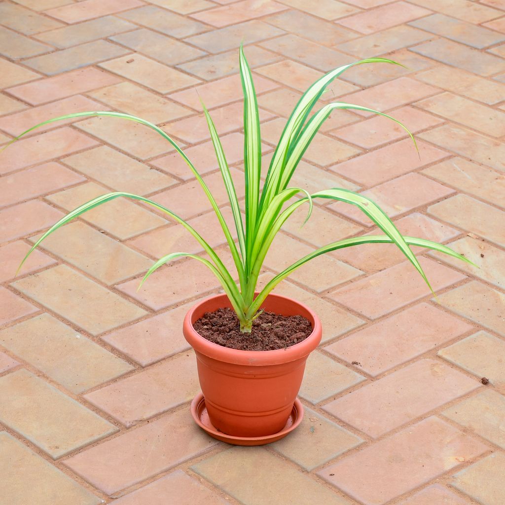 Pandanus / Screwpine in 7 Inch Classy Red Plastic Pot with Tray