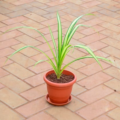 Buy Spider in 7 Inch Classy Red Plastic Pot with Tray Online | Urvann.com