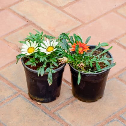 Buy Set of 2 - Gazania (Yellow & White) in 5 Inch Nursery Pot Online | Urvann.com