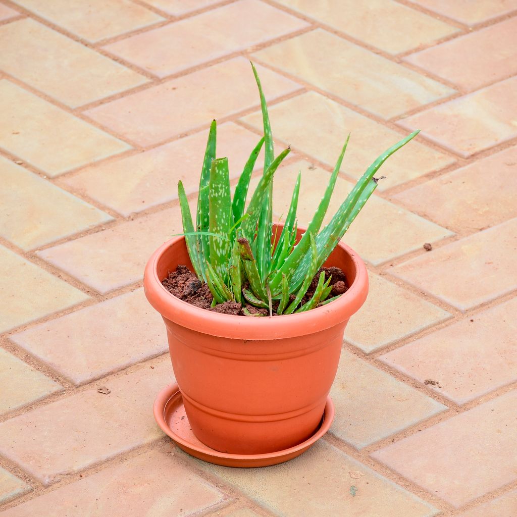 Aloe Vera in 7 Inch Classy Red Plastic Pot with Tray