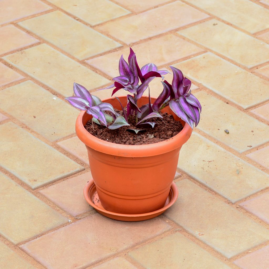 Wandering Jew in 7 Inch Classy Red Plastic Pot with Tray