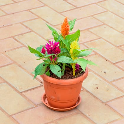 Buy Celosia / Cockscomb Multi colour in 7 Inch Classy Red Plastic Pot with Tray Online | Urvann.com