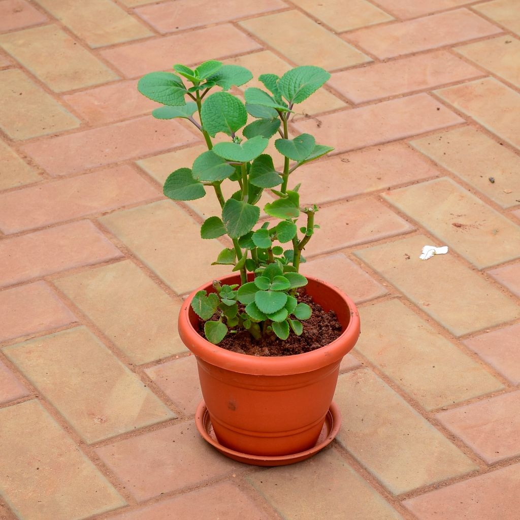 Rama Tulsi in 7 Inch Classy Red Plastic Pot with Tray