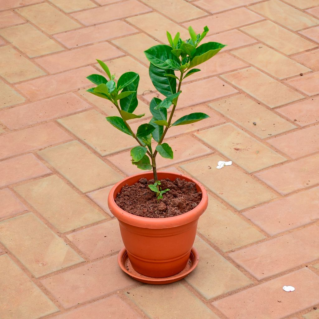 Mogra / Jasmine in 7 Inch Classy Red Plastic Pot with Tray