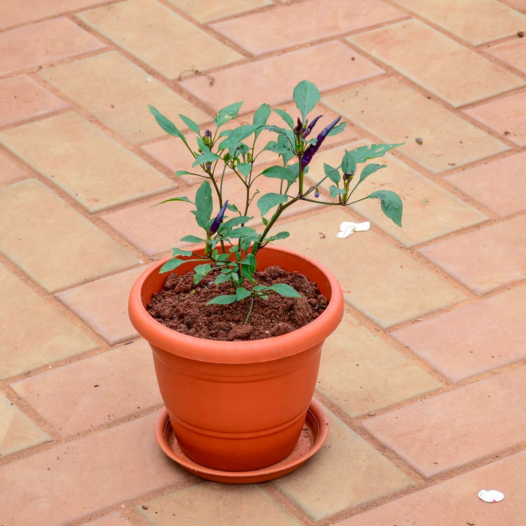 Shyama Tulsi in 7 Inch Classy Red Plastic Pot with Tray