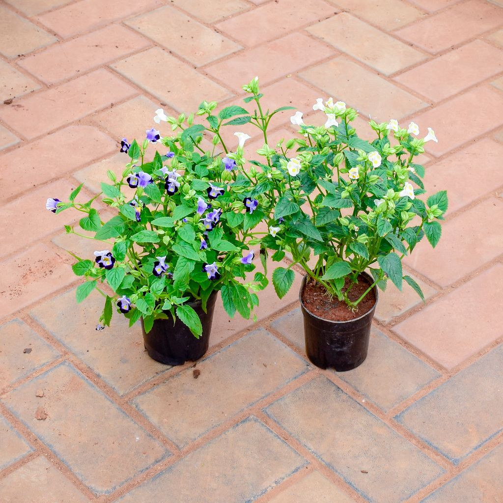 Set of 2 - Wishbone / Torenia (Blue & White) in 4 Inch Nursery Pot