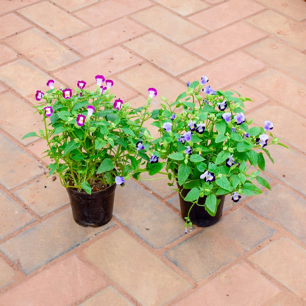 Set of 2 - Wishbone / Torenia (Blue & Pink) in 4 Inch Nursery Pot