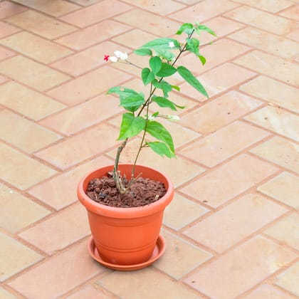 Buy Bleeding Heart (any colour) in 7 Inch Classy Red Plastic Pot with Tray Online | Urvann.com