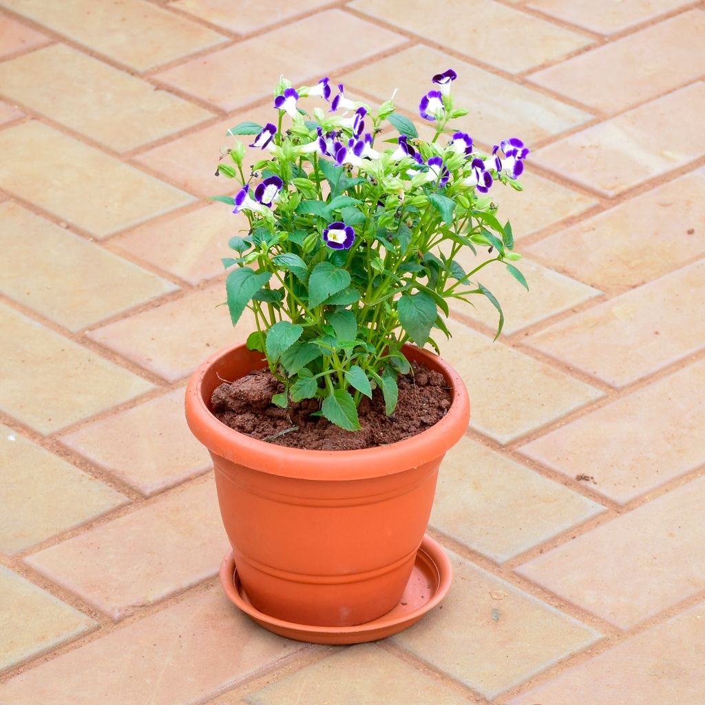 Wishbone / Torenia Blue in 7 Inch Classy Red Plastic Pot with Tray