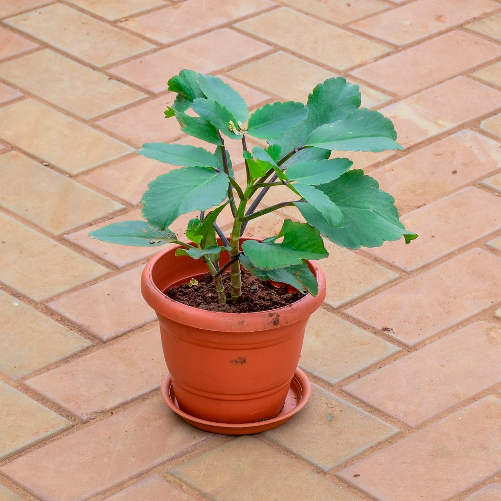 Patharchatta / Kalanchoe Pinnata in 7 Inch Classy Red Plastic Pot with Tray