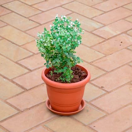 Buy Aralia Bush in 7 Inch Classy Red Plastic Pot with Tray Online | Urvann.com