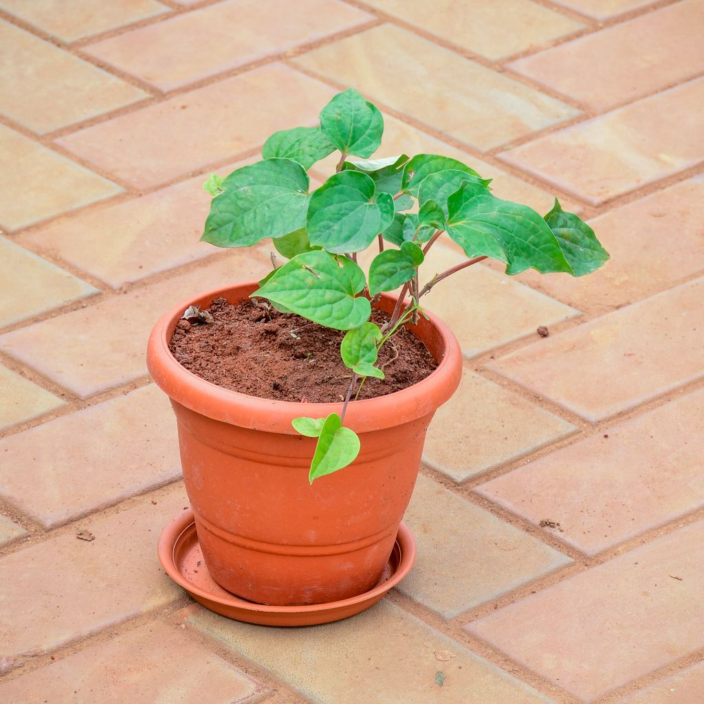 Desi Paan / Betel Leaf  in 7 Inch Classy Red Plastic Pot with Tray