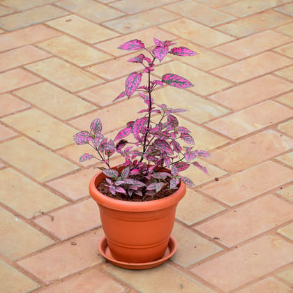 Buy Polka Dot Red in 7 Inch Classy Red Plastic Pot with Tray Online | Urvann.com