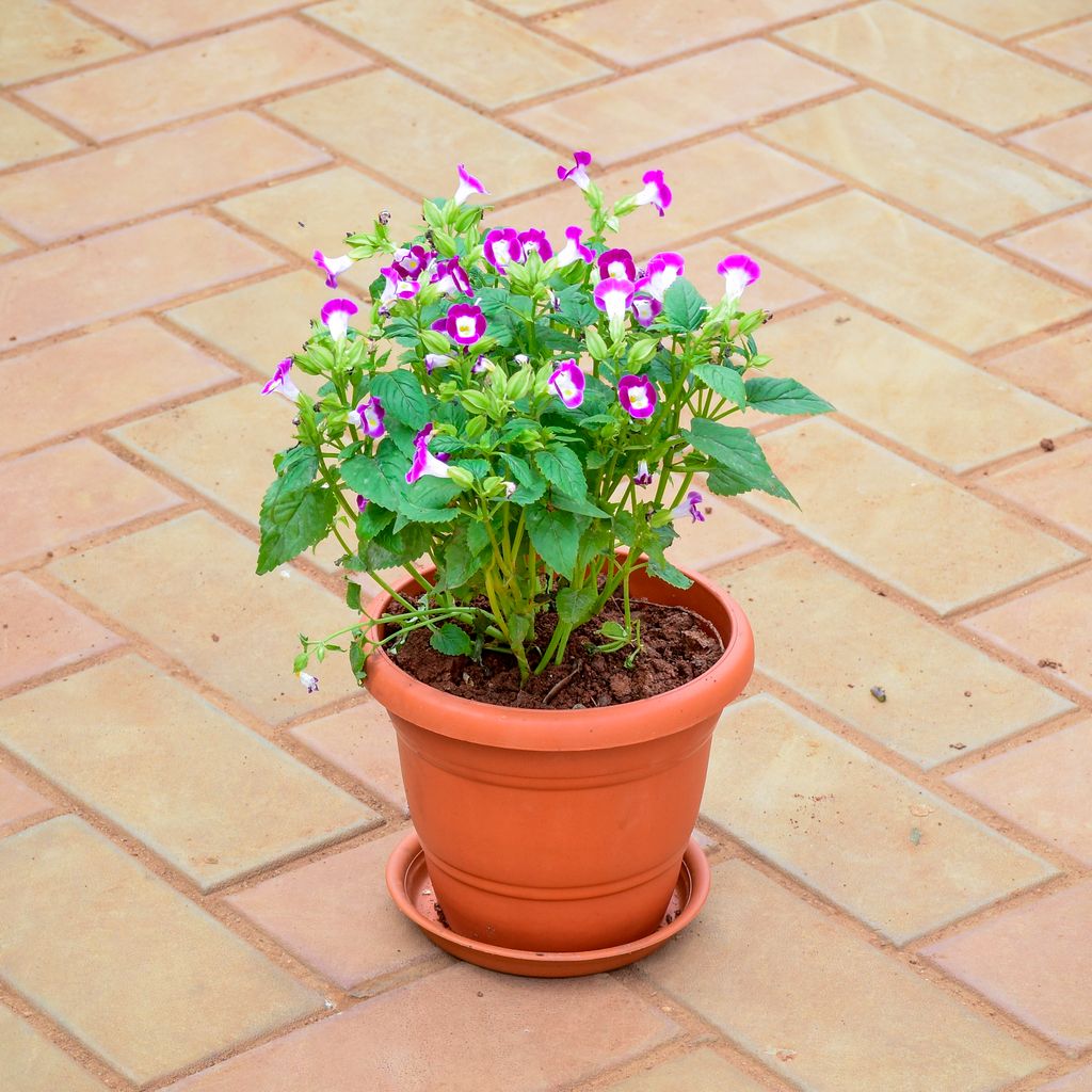 Wishbone / Torenia Pink in 7 Inch Classy Red Plastic Pot with Tray