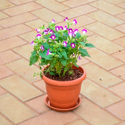 Buy Wishbone / Torenia Pink in 7 Inch Classy Red Plastic Pot with Tray Online | Urvann.com