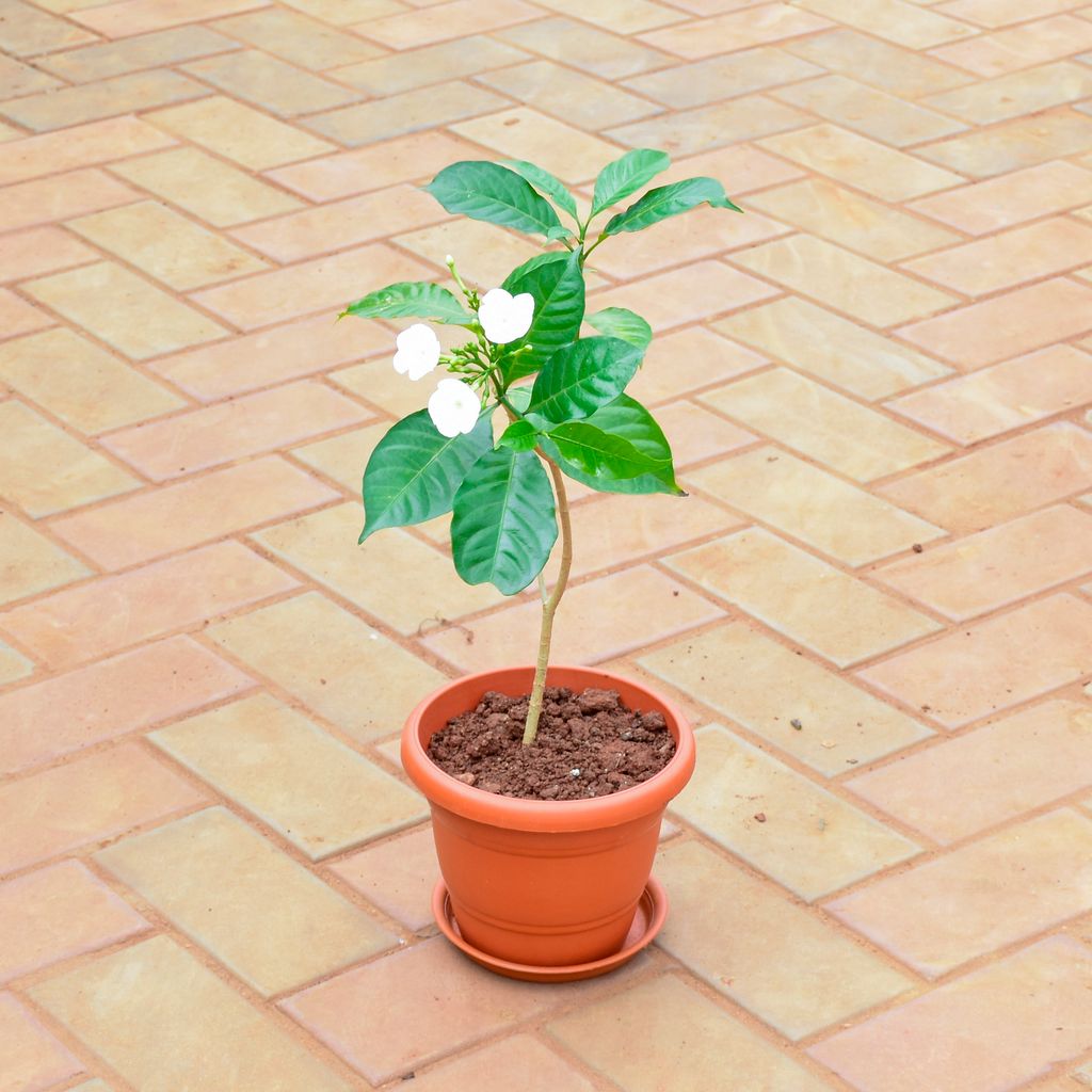 Arabian Jasmine in 7 Inch Classy Red Plastic Pot with Tray