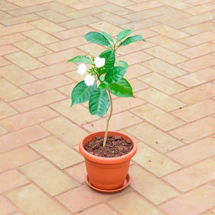 Buy Arabian Jasmine in 7 Inch Classy Red Plastic Pot with Tray Online | Urvann.com