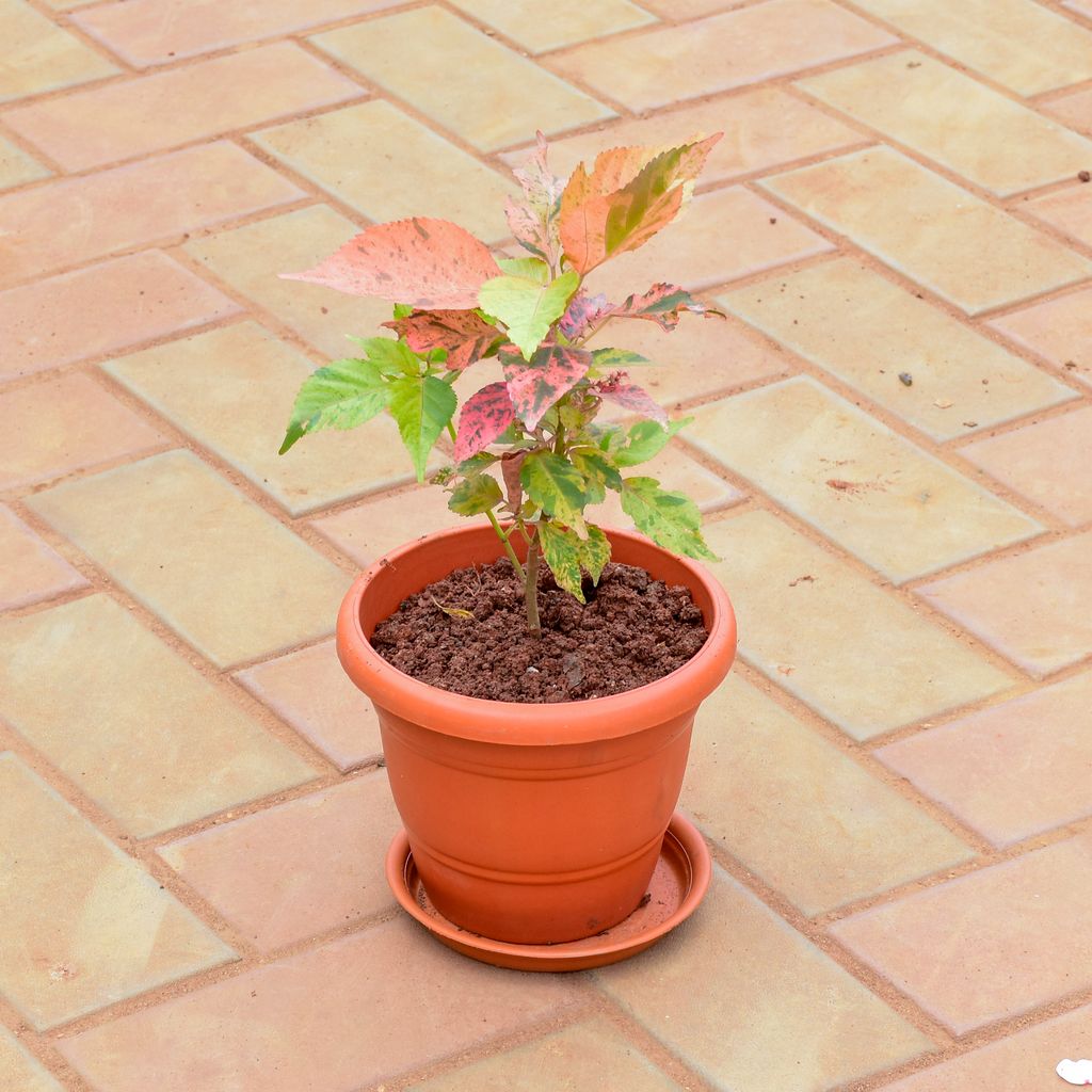 Acalypha in 7 Inch Classy Red Plastic Pot with Tray