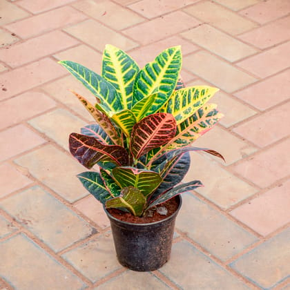 Buy Croton Petra in 5 Inch Nursery Pot Online | Urvann.com