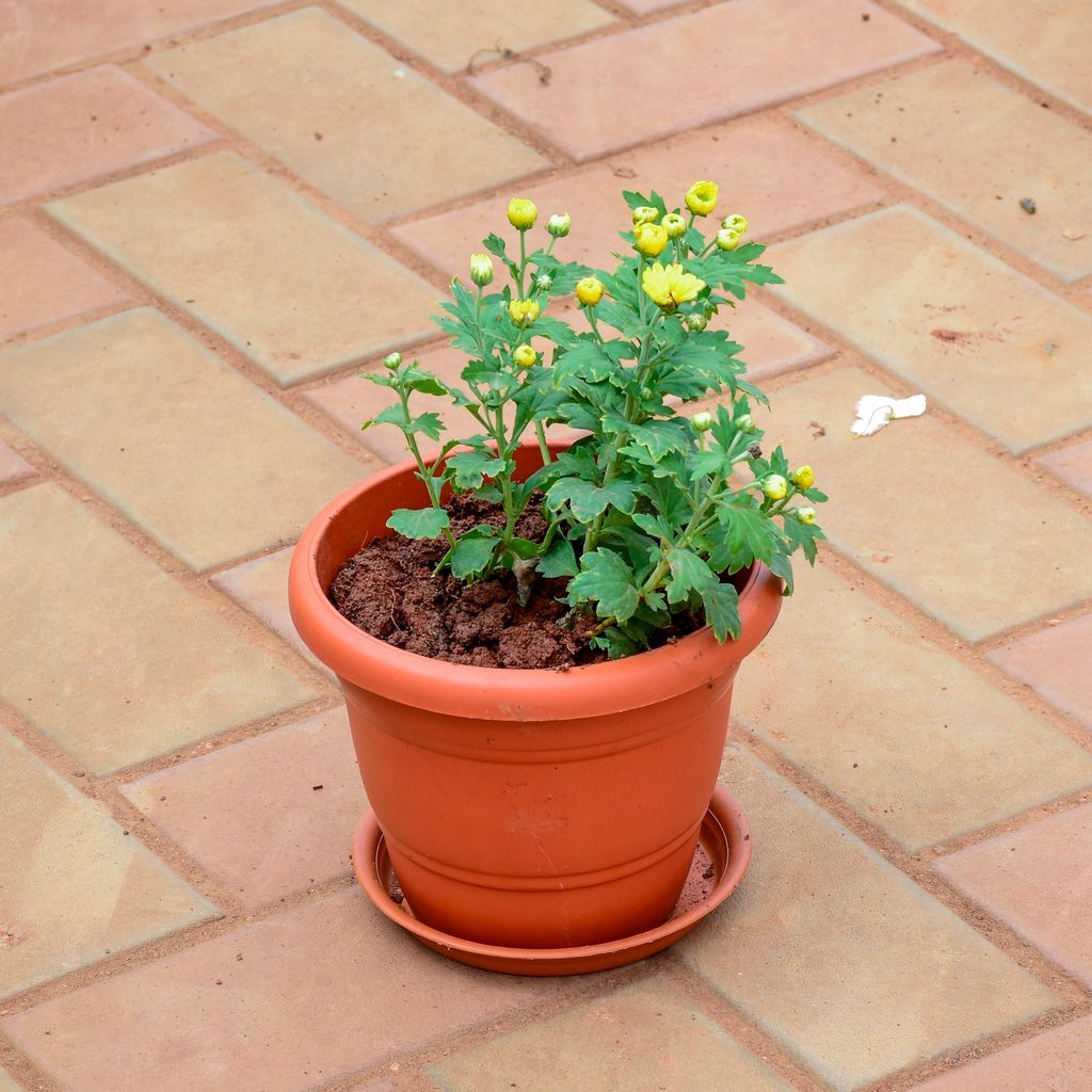 Chrysanthemum / Guldawari / Guldaudi Yellow in 7 Inch Classy Red Plastic Pot with Tray