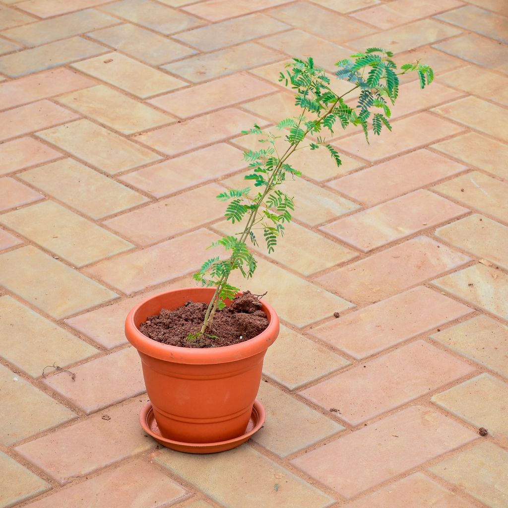 Holy Shami Plant in 7 Inch Classy Red Plastic Pot with Tray