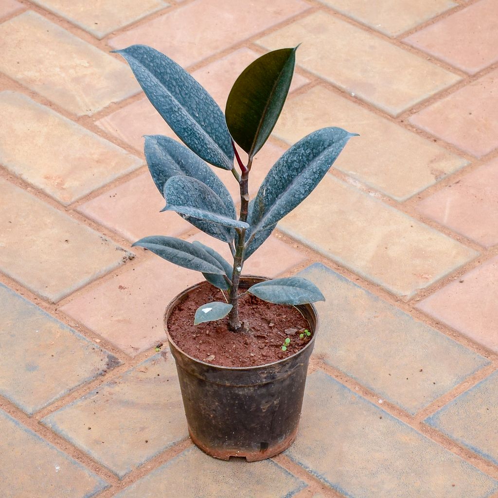 Rubber Black in 5 Inch Nursery Pot